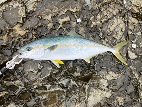 ヒラマサの釣果