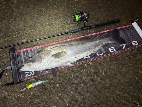 シーバスの釣果