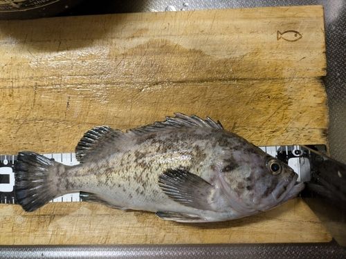 クロソイの釣果