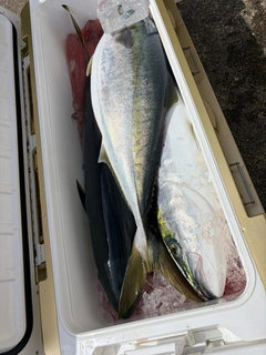 ブリの釣果