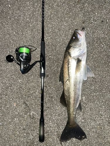 シーバスの釣果