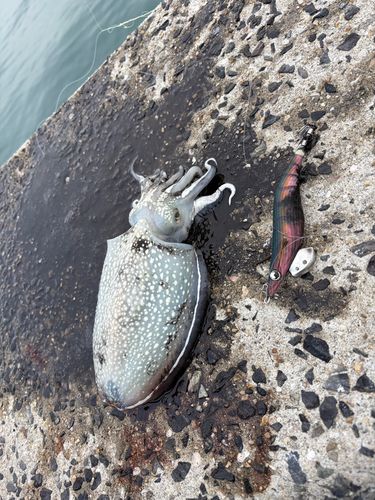 シリヤケイカの釣果