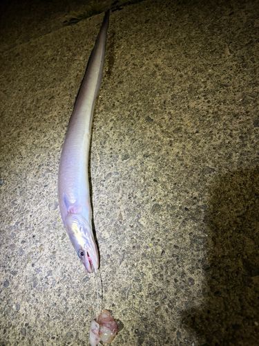 クロアナゴの釣果