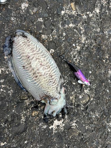 コウイカの釣果