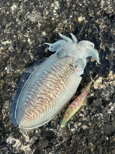 コウイカの釣果