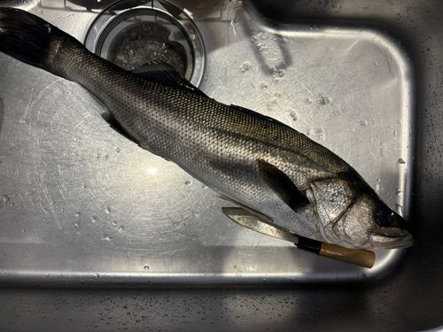 スズキの釣果
