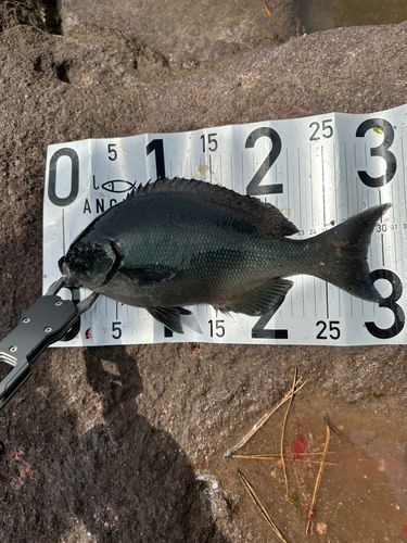 釣果