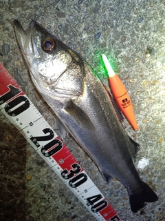 フッコ（マルスズキ）の釣果