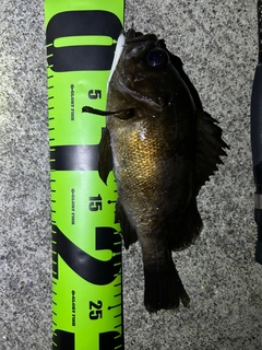 アカメバルの釣果