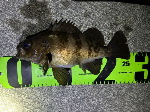 メバルの釣果