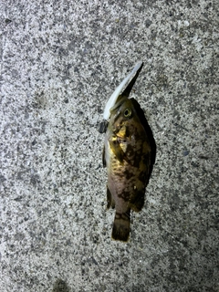 クロソイの釣果