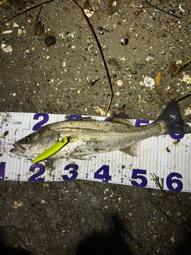 シーバスの釣果