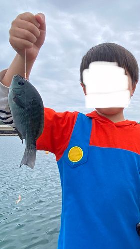 メジナの釣果
