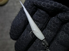 クロソイの釣果