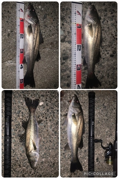 フッコ（マルスズキ）の釣果