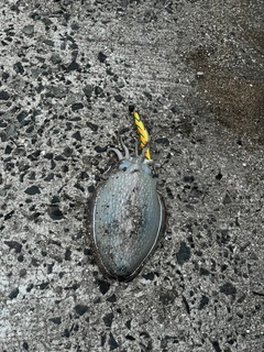 シリヤケイカの釣果