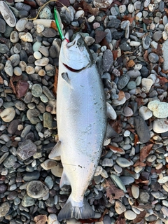 サクラマスの釣果