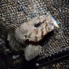 ムラソイの釣果