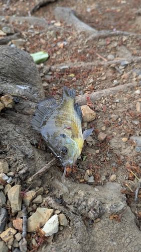 ブルーギルの釣果