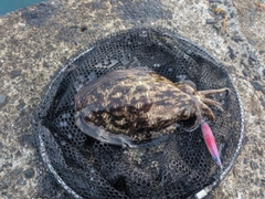 モンゴウイカの釣果