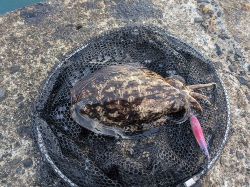 モンゴウイカの釣果