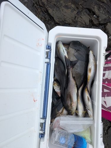 イサキの釣果