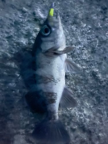 クロメバルの釣果