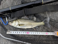 セイゴ（マルスズキ）の釣果