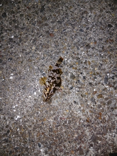 タケノコメバルの釣果