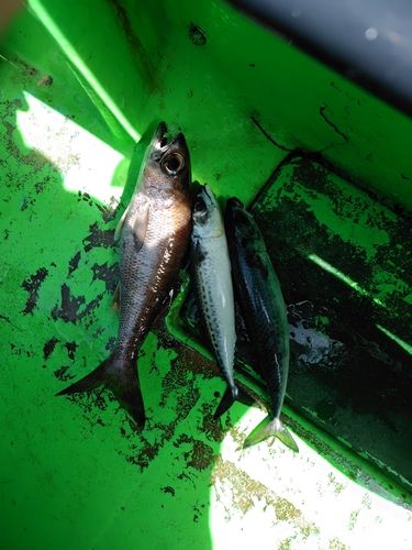 クロムツの釣果