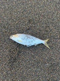 コノシロの釣果