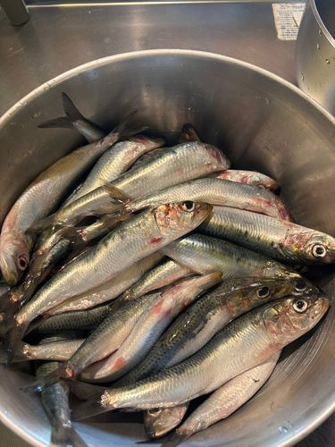 マイワシの釣果