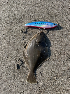 イシガレイの釣果