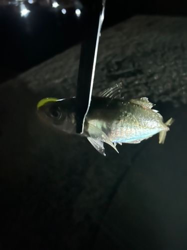 マアジの釣果