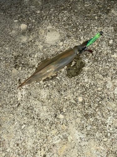 ヤリイカの釣果