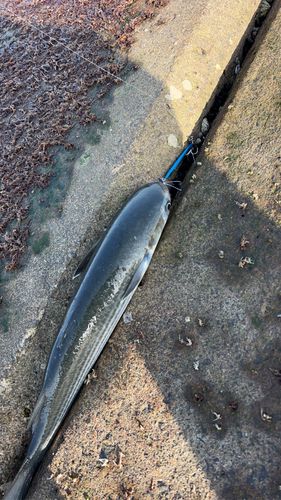 ボラの釣果