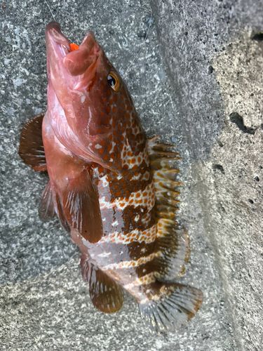 アコウの釣果