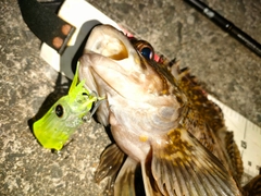 オウゴンムラソイの釣果