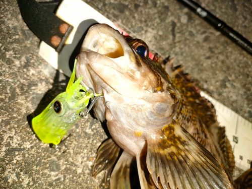 オウゴンムラソイの釣果