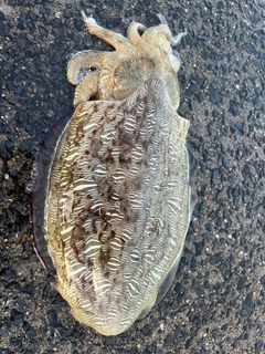 コウイカの釣果