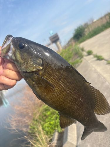 秋ヶ瀬橋で釣れたブラックバスの釣り・釣果情報 - アングラーズ | 釣果