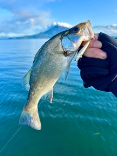 セイゴ（ヒラスズキ）の釣果