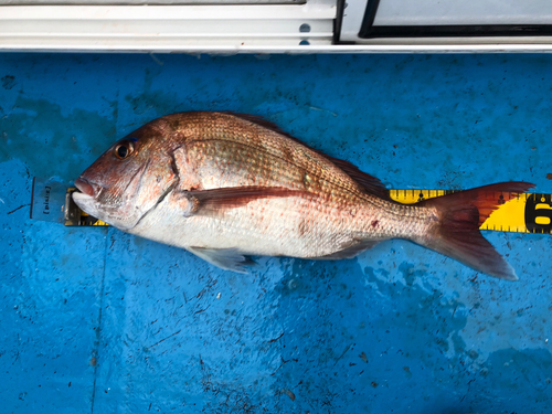 マダイの釣果