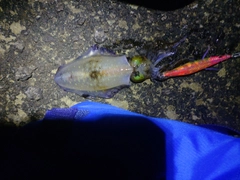 アオリイカの釣果