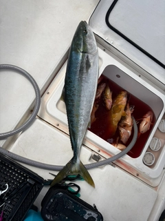 ブリの釣果