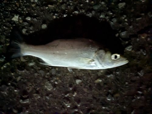 セイゴ（ヒラスズキ）の釣果