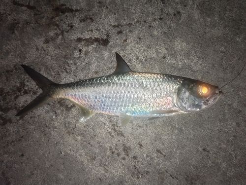 ターポンの釣果