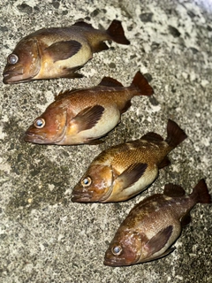 エゾメバルの釣果
