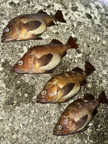 エゾメバルの釣果