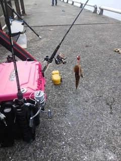 ハゼの釣果
